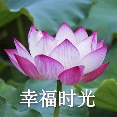 刀刀微变官方版